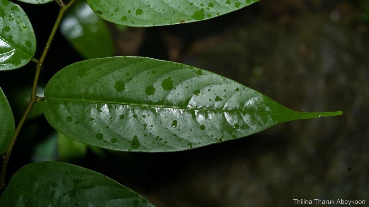 Doona cordifolia Thwaites